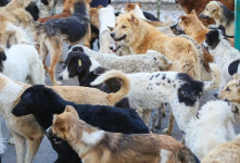 تصاویر مرکز ساماندهی سگ‌های بی سرپرست در اصفهان