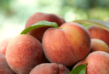 میوه شفتالو : ۲۰ خاصیت بی نظیر میوه شفتالو برای سلامت بدن