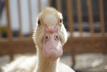 چگونه میتوان تشخیص داد که اردک نر است یا ماده ؟