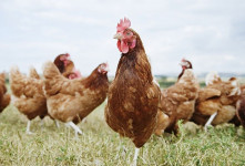 علت پرکنی در مرغ ها چیست؟