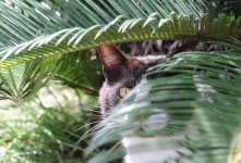 شرایط نگهداری - کاشت و تکثیر گیاه نخل گربه