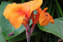 گل اختر : راهنمای نگهداری و پرورش گل و گیاه زینتی اختر