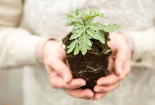 آموزش صفر تا صد برای ریشه دار کردن برگ گیاهان