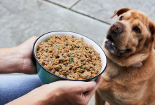 طرز تهیه ۲ نوع غذای خشک برای سگ ساده با طعم و بوی خوب