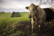 علت ورم کردن پستان گاو شیری چیست؟ آیا درمان فوری برای این عارضه وجود دارد؟