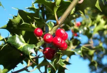 گیاه کوله‌ خاس و خواص درمانی باورنکردنی آن