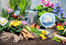 ضدعفونی کردن خاک گلدان و باغچه برای جلوگیری از قارچ و کپک