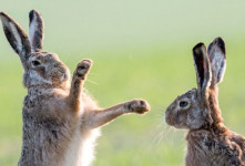 عکاسی ماهرانه یک عکاس از جنگ خرگوش ها!