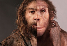 انسان ها به اندازه شامپانزه ها مو دارند!