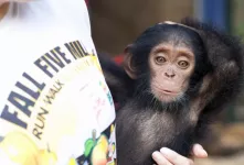 استقبال خاص و باورنکردنی بچه شامپانزه ها از عضو جدید!
