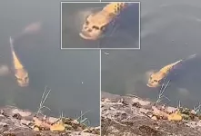 ماهی ای عجیب با صورت یک انسان!