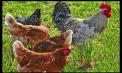 طرح پرورش مرغ محلی با سرمایه کم و سود میلیونی