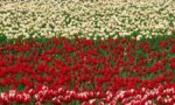 شهادت شهید نعمت الله هاشمی نیا 1364ش