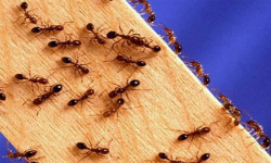از بین بردن مورچه بدون استفاده از مواد سمی