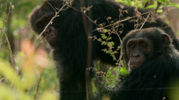 مستند خاندان وحش قسمت اول: شامپانزه ها