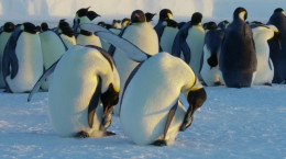 مستند خاندان وحش قسمت دوم: پنگوئن‌ها