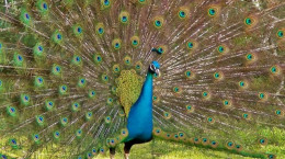 کلیپ شگفت انگیز رقص زیبای طاووس