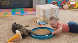 کلیپ خنده دار بازی بچه‌ها با گربه