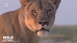 مستند شیرها شکارچیان برتر حیات وحش + دانلود