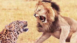 لحظه شکار یوزپلنگ توسط شیر در حیات وحش