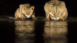 مستند حیوانات : مستند دیدنی زندگی شیرها در شب