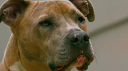 ویدیو ۱۰ تا از خطرناک ترین نژادهای سگ در دنیا