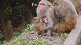 ویدیو بسیار دیدنی از میمون ها در حیات وحش