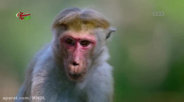 مستند دیدنی قلمرو میمون ها در حیات وحش با دوبله فارسی