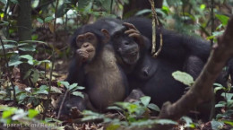 مستند حیوانات : مستند دیدنی زندگی شامپانزه ها با دوبله فارسی