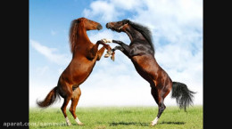 ویدیو دانستنی‌های جالب درباره اسب های وحشی و اهلی