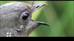 تقلید صدا باورنکردنی لایبر عجیب‌ترین پرنده جهان
