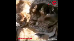 فیلم سگ کشی بی رحمانه سگ های بی صاحب در کهریزک تهران