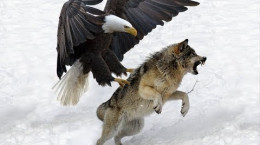 لحظه دیدنی حمله‌ عقاب به گرگ برفی