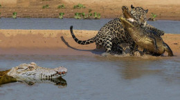 شکار تمساح توسط جگوار و لحظات دیدنی حمله حیوانات وحشی