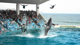 حرکات فوق‌العاده زیبا دلفین های قاتل در پارک دلفین های ژاپن