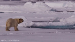 کلیپ دیدنی از حیات وحش قطب خرس های سفیدش