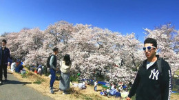 مستند جشن شکوفه های گیلاس در ژاپن (جشن ساکورا)