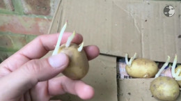 آموزش آسان کاشت سیب زمینی کاملا ارگانیک در گلدان