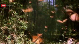 مستند زیبای راز بقا پروانه ها