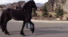 ویدیو جالب ۸ تا از زیباترین اسب های جهان