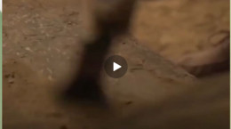 فیلم باز کردن تابوت فرعون توسط وزیر گردشگری مصر