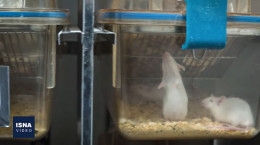 مستند علمی نحوه تولید موش‌های تراریخته مبتلا به هموفیلی