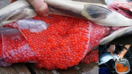 فرآیند شگفت انگیز لقاح مصنوعی تخم ماهی آزاد و تولد میلیون ها ماهی