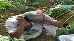 فیلم گریه‌ و زاری یک کشاورز بخاطرحمله ملخ‌ها به مزرعه‌اش