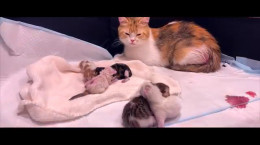 ویدیو به دنیا آوردن ۵ بچه گربه با رنگ کاملاً متفاوت