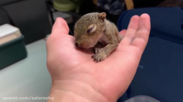 ویدیو احساسی سنجابی که برای نجات بچه اش از مردم کمک خواست