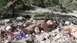 فیلم حمله پلنگ به ۱۲۰ گوسفند در سفیدکوه خرم آباد