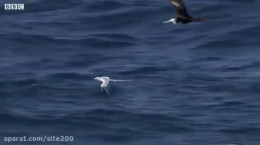 حیات وحش دیدنی پرندگان دریایی در هوا برای ماهی می جنگند