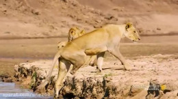 صحنه های دیدنی از شکار تمساح توسط شیرها