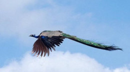 پرواز طاووس در آسمان